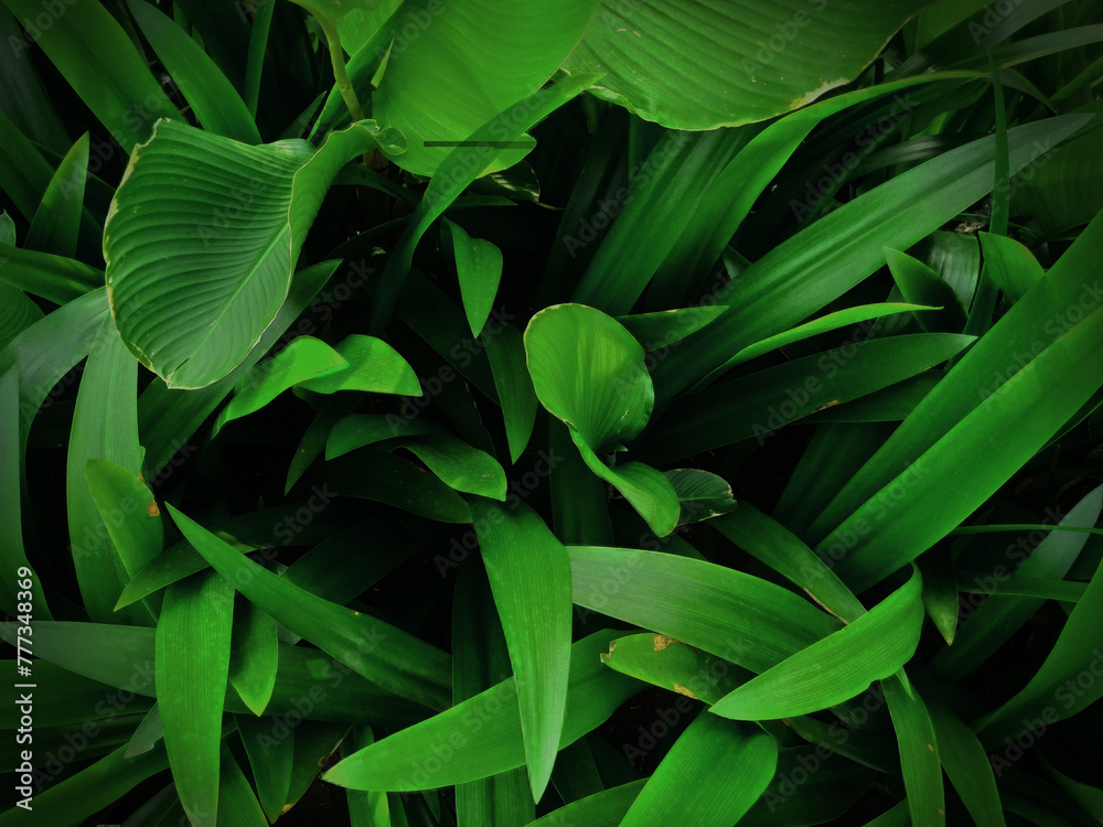 Fototapeta premium Dark moody green ambiance of Calathea lutea and Pandanus ammaryllifolius as wallpaper textured background