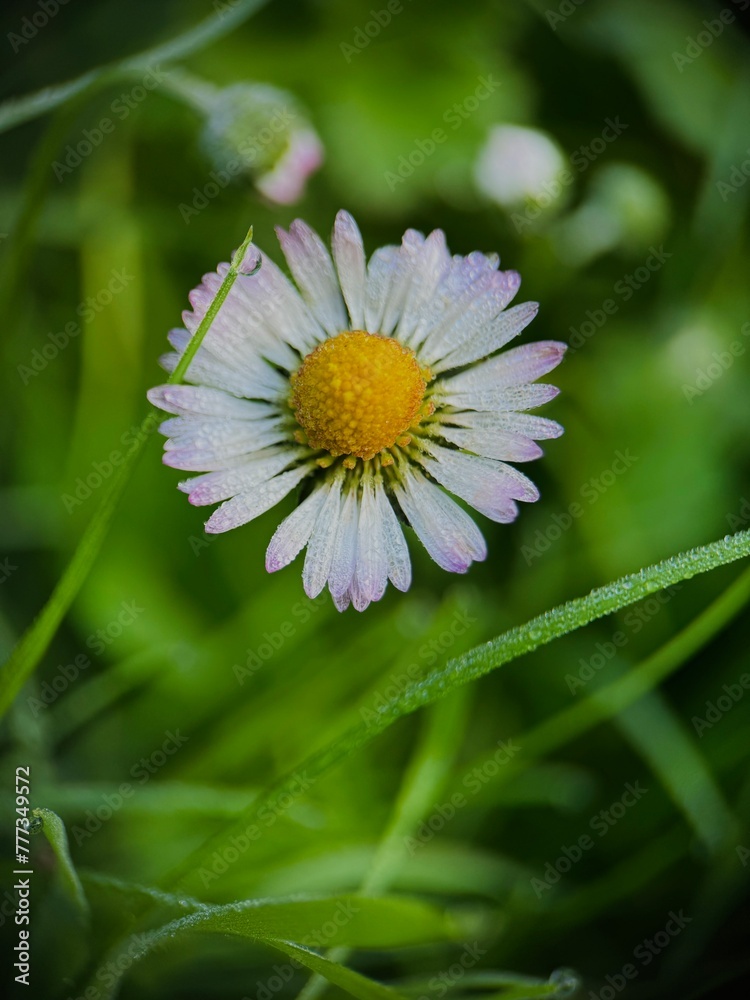 Fototapeta premium daisy flower in the drop water
