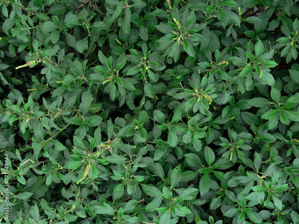 shot from above, top view of Cat's whiskers, Kidney tea plant, Java tea, Orthosiphon aristatus (Blume) Miq. shot from above, top view of Cat's whiskers, Kidney tea plant, Java tea, Orthosiphon aristatus (Blume) Miq.