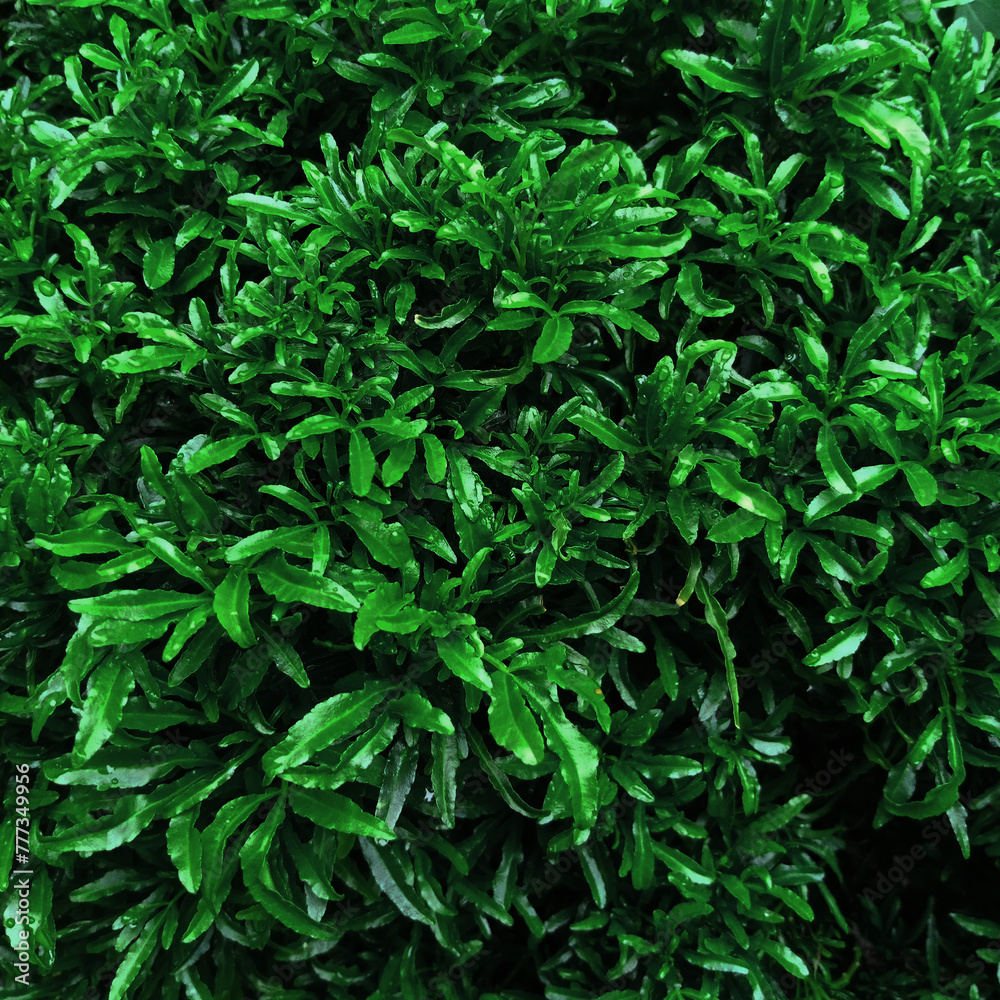 Natural pattern of green fence of boxwood. Lush leaves background. Natural pattern of green fence of boxwood. Lush leaves background.