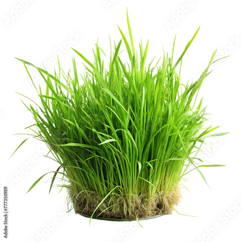 Green grass bush isolated on transparent background.