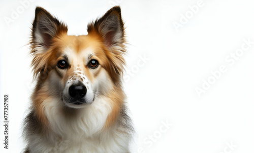 A brown and white dog with a black nose on isolated white  background generative ai © Muazma