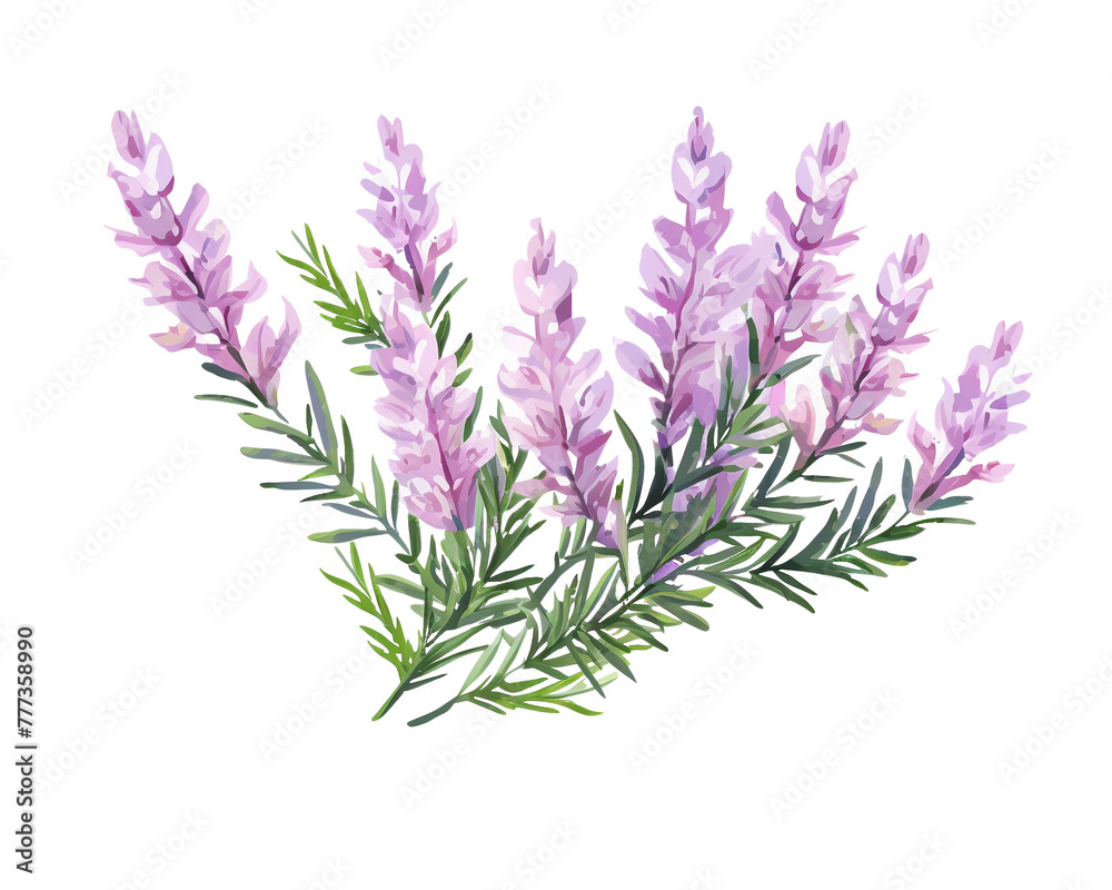 Heather flowers remove background , flowers, watercolor, isolated white background
