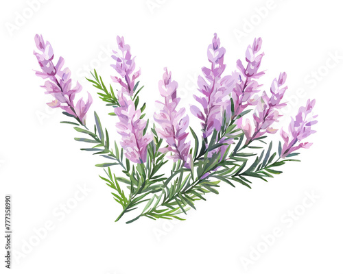 Heather flowers remove background   flowers  watercolor  isolated white background