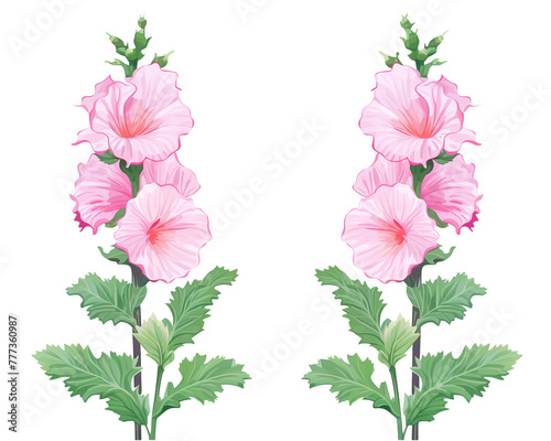 Hollyhocks flowers remove background , flowers, watercolor, isolated white background photo
