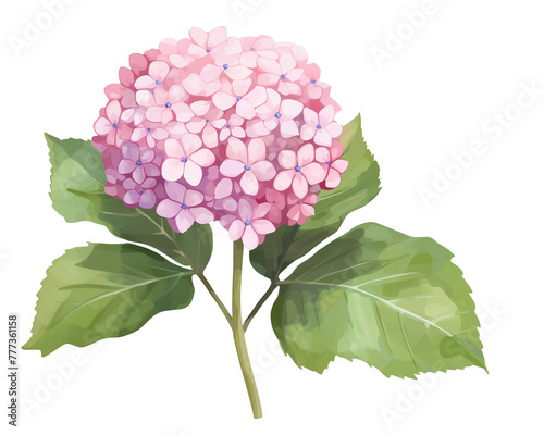 Hydrangeas flowers remove background , flowers, watercolor, isolated white background