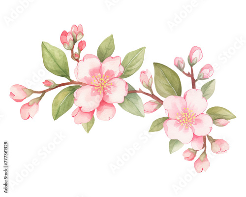 Japonica flowers remove background , flowers, watercolor, isolated white background