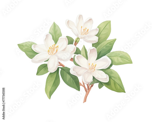Jasmine flowers remove background , flowers, watercolor, isolated white background