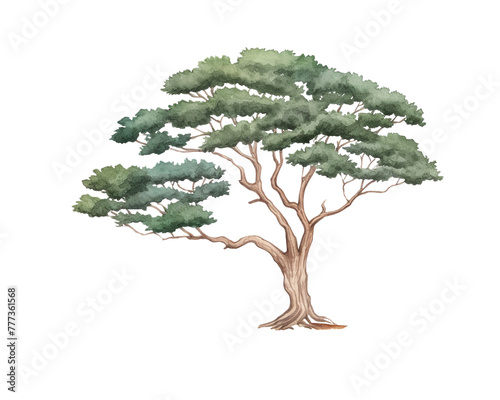 Juniper Tree remove background tree, watercolor, isolated white background