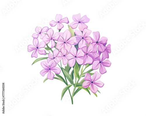 Phlox flowers remove background   flowers  watercolor  isolated white background