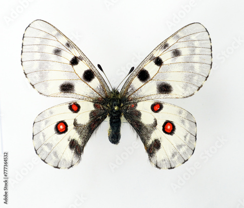 White red butterfly isolated on a transparent background. Parnassius nomion, papilionidae. Collection butterflies, insect, design element. photo