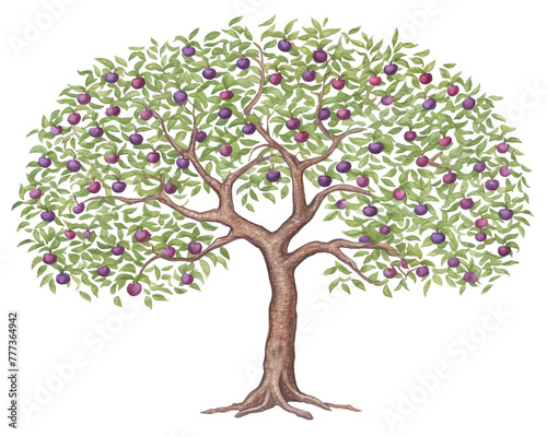 Plum Tree remove background tree, watercolor, isolated white background