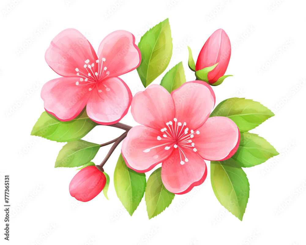 Quince flowers remove background , flowers, watercolor, isolated white background