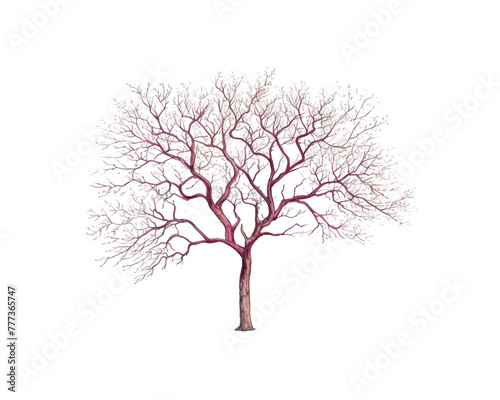Redwood Tree remove background tree, watercolor, isolated white background © The PNG God