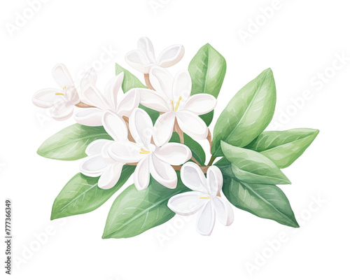 Stephanotis flowers remove background , flowers, watercolor, isolated white background
