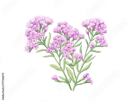 Statice flowers remove background   flowers  watercolor  isolated white background