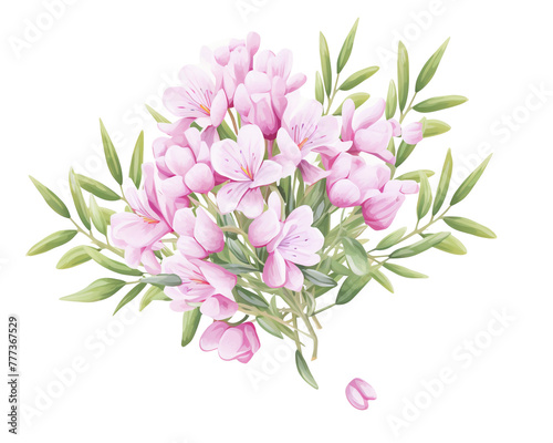 Wax Flowers flowers remove background   flowers  watercolor  isolated white background