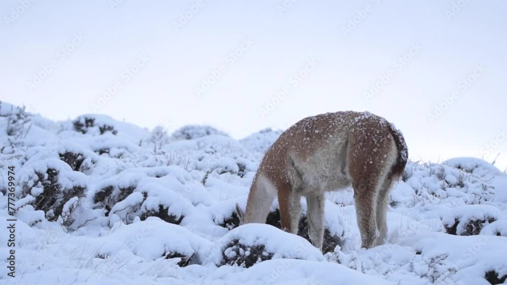 Wild guanaco eating grass and watching around in snow hills in South America Patagonia in Chile, in natural park Torres del Paine. High quality FullHD footage Wild guanaco eating grass and watching around in snow hills in South America Patagonia in Chile, in natural park Torres del Paine. High quality FullHD footage