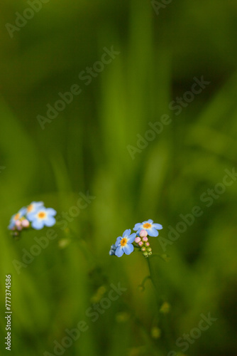 Water Forget-Me-Not, small blue flowers with yellow centres. Myosotis scorpioides.
