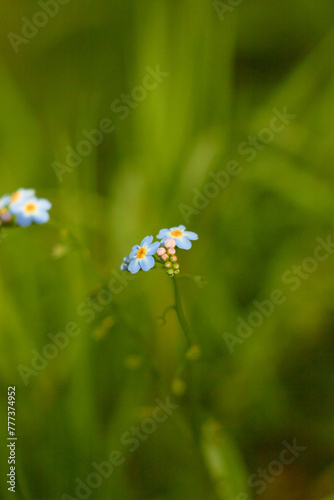 Water Forget-Me-Not, small blue flowers with yellow centres. Myosotis scorpioides.
