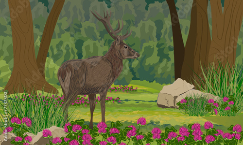 A large male red deer stands in the summer forest. Realistic vector landscape