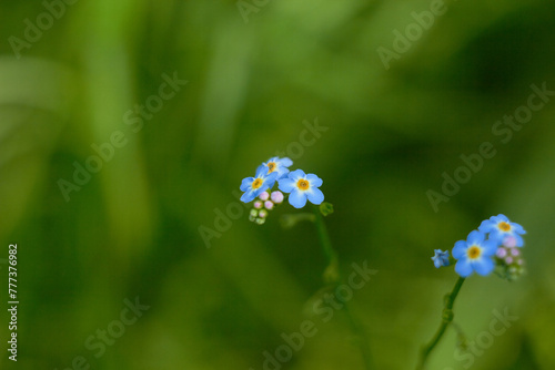 Water Forget-Me-Not, small blue flowers with yellow centres. Myosotis scorpioides.
