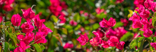 Close up of boungainvillea flowers, panoramic web banner
