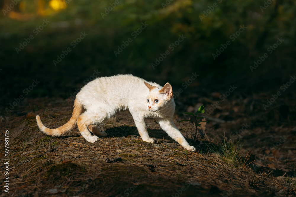 Cute Funny Curious Playful Beautiful Devon Rex Cat walking in park grass. Obedient Devon Rex Cat With Cream Fur Color. Cats Portrait. Amazing Happy Pets. hairless cat.