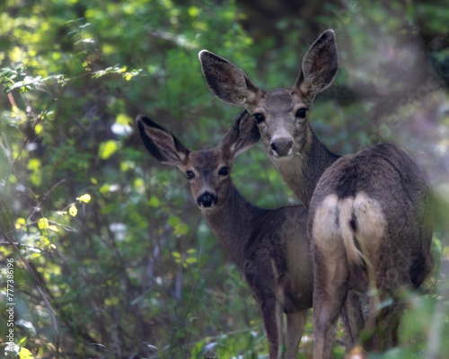 Pair of Deer © Leon