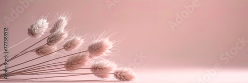 A bunch of bunny tails on pink background, minimalist, copy space, banner ,Dry beige lagurus grass flower, Fluffy stems of tall grass, Pampas grass , boho style photo