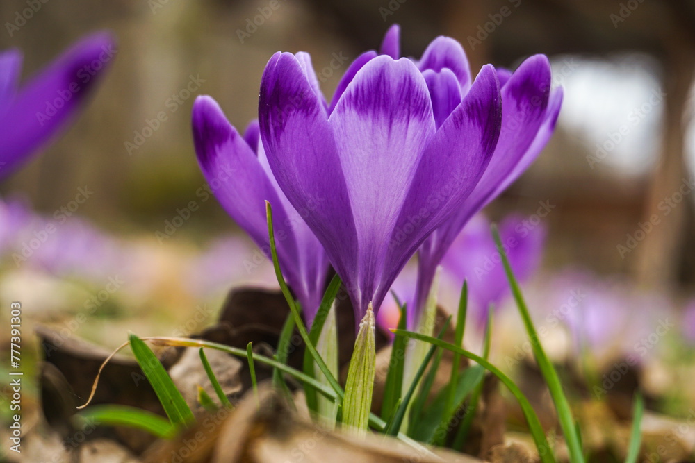 spring crocus flowers
