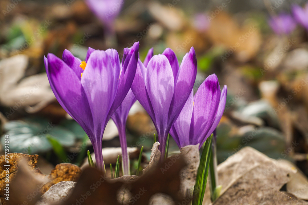 spring crocus flowers