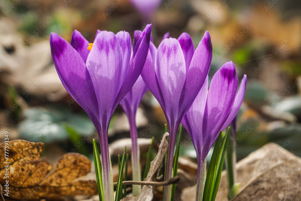 spring crocus flowers