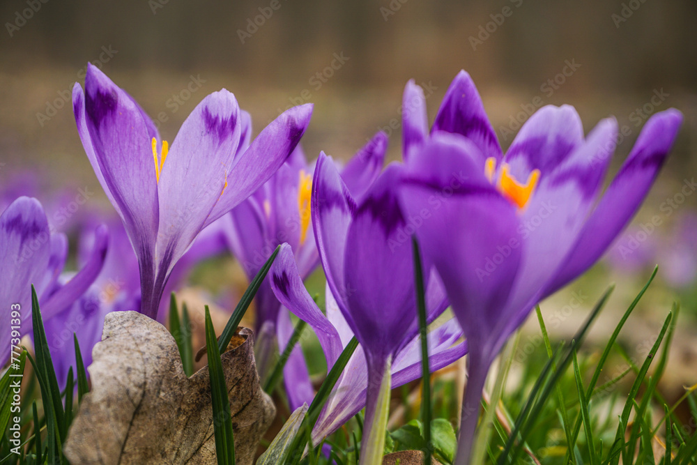 purple crocus flowers in spring