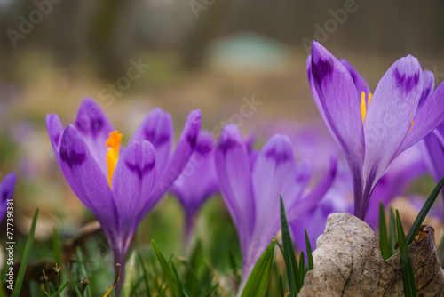 Obraz na płótnie spring crocus flowers w salonie