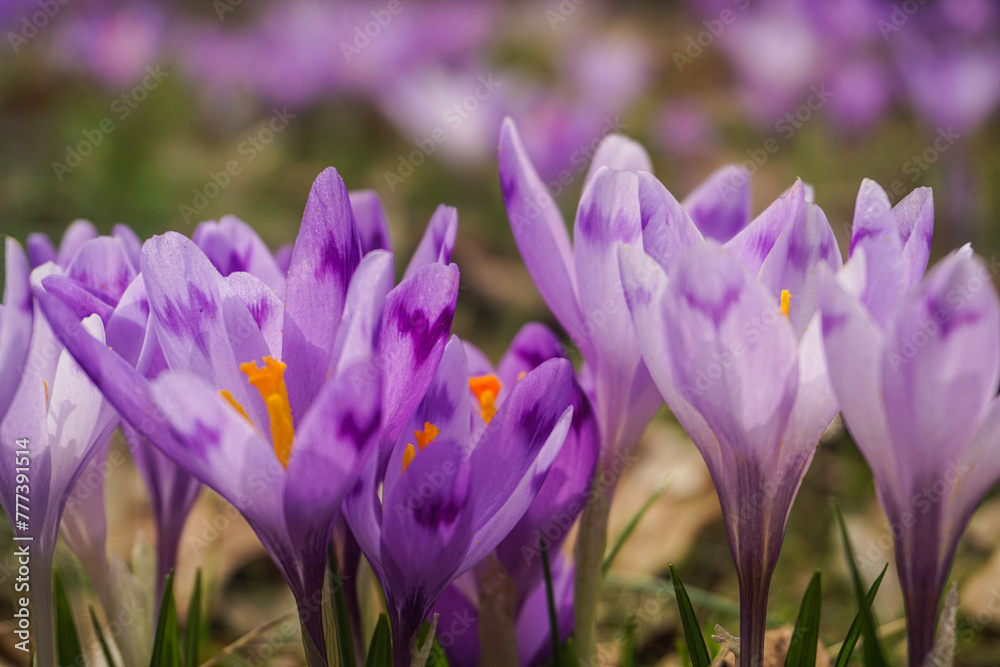 crocus flowers