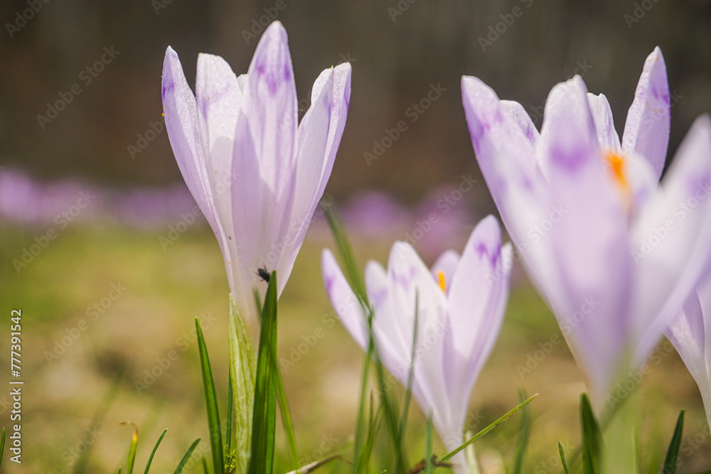 purple crocus flowers