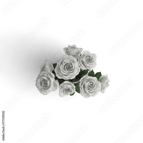 White Rose Bouquet isolated background - Close-up of a white Rose