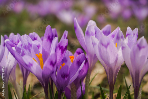 Obraz na płótnie crocus flowers w salonie