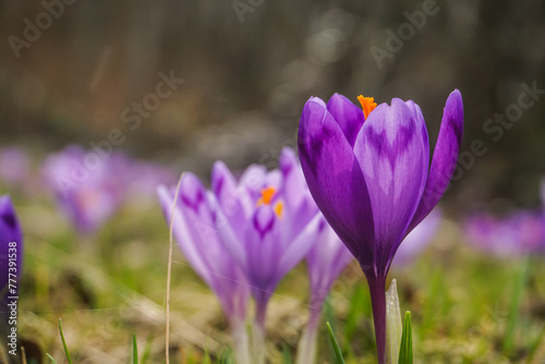 Obraz na płótnie crocus flowers w salonie