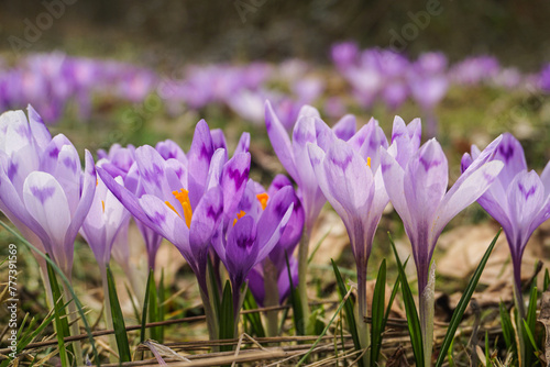 Obraz na płótnie purple crocus flowers w salonie