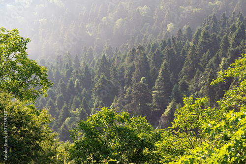 Forest at the Kato Olympos mountain near the village of Palaios Panteleimonas in Thessaly, Greece