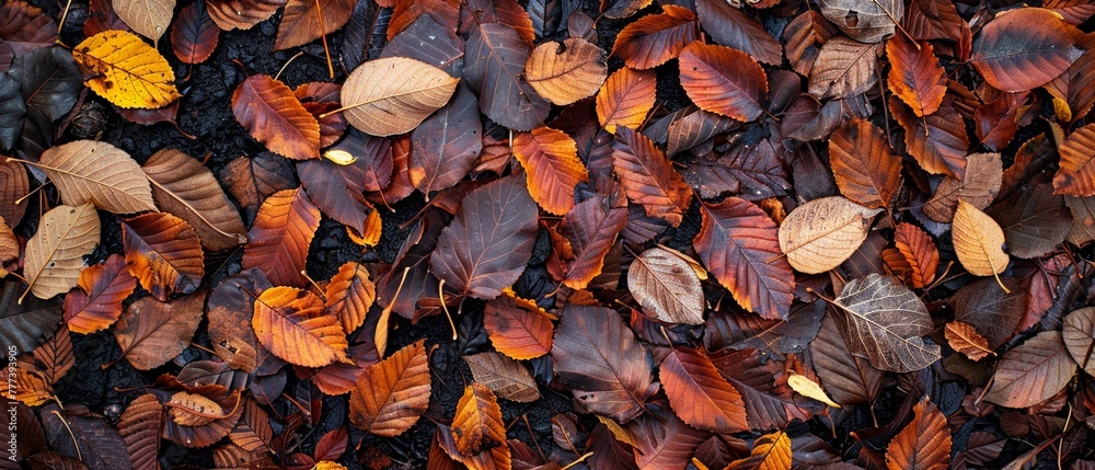 Fallen leaves on forest floor, soft focus, autumn transition, patterned ground, tranquil setting Fallen leaves on forest floor, soft focus, autumn transition, patterned ground, tranquil setting