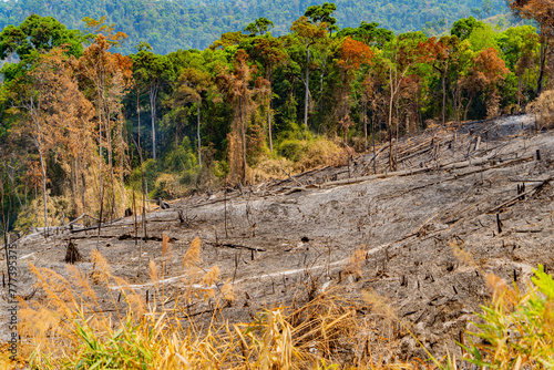 The consequences of a fire in the forest.
The mountainous region of Laos, bordering Vietnam.