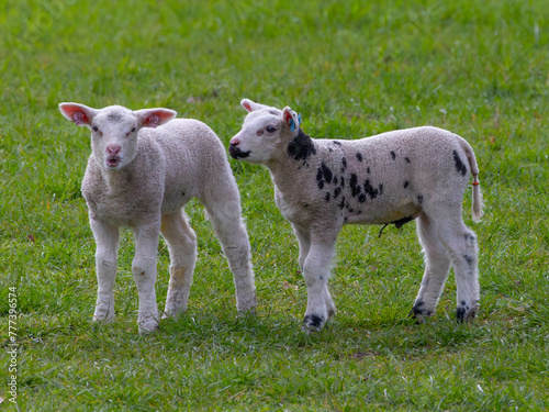 Lambs  © Rob Steward