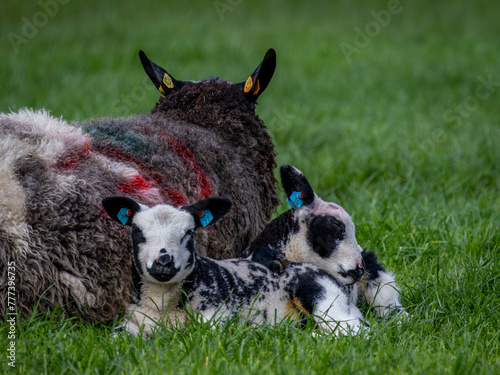 Lambs resting with mother