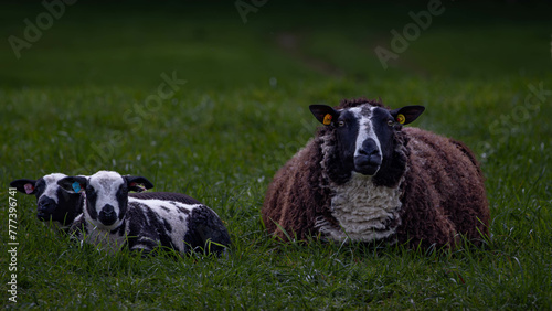 sheep and lamb