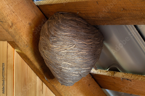 a nest of hornets in the attic of a wooden barn