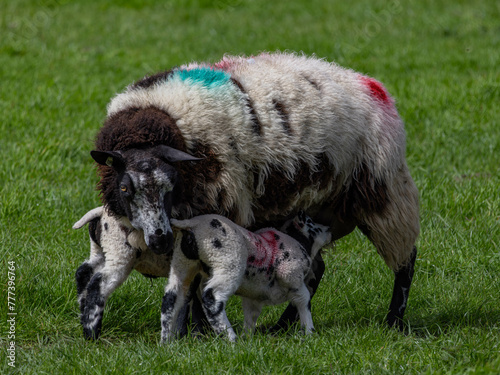 Lambs and Sheep