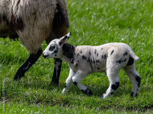 Lamb following mother